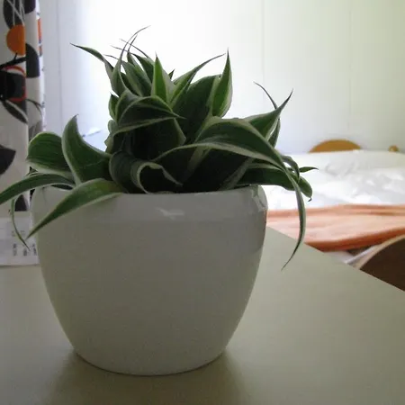 & Z'morgae Schoenenboden * Gams