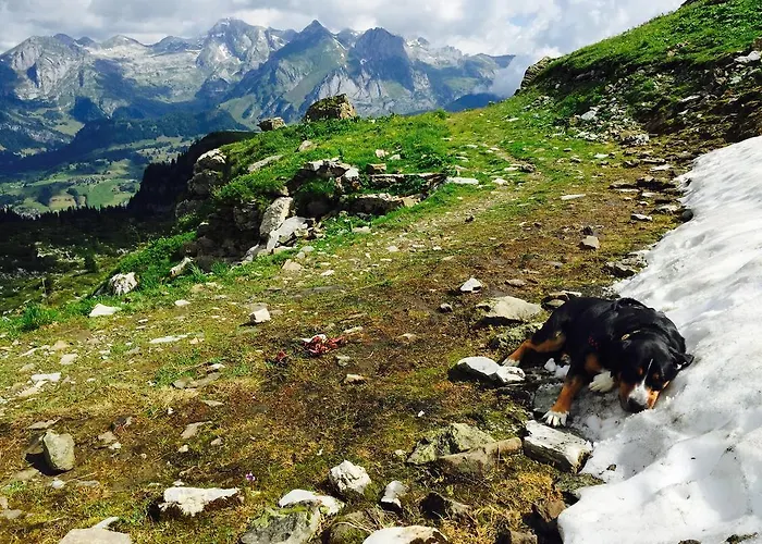 Zimmer & Z'Morgae Schoenenboden *