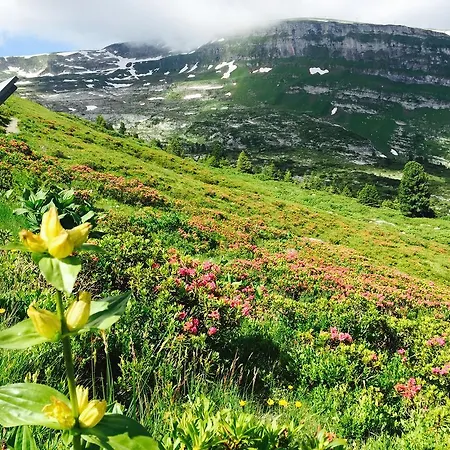 & Z'morgae Schoenenboden Oda ve Kahvaltı Wildhaus